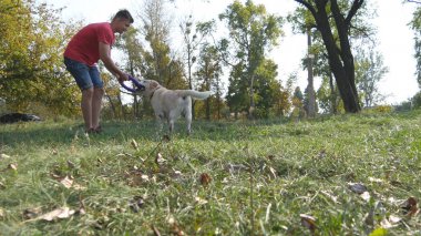 Adam sopa ya da oyuncak hayvan onun köpekler için için atma. Labrador ya da altın geri almak gidiş tahta sopa almaya. Erkek sahibi ve doğa yaz aylarında açık oynarken onun evcil hayvan. Yakın çekim