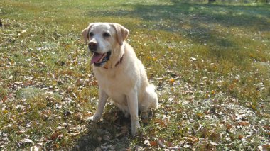 Köpek doğurmak labrador retriever yeşil çim ve kabuk üzerinde oturur. Evcil hayvan eğitim. Yakın çekim