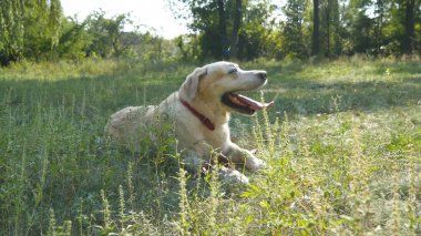 Köpek doğurmak labrador veya yeşil çim çim üzerinde yalan altın geri almak. Evcil hayvan ağzını açma ve yoğun ısı nefes Dil Gösterilen. Arka plan, doğa. Yakın çekim