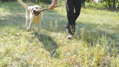 Genç adam ve iskambil ile ahşap köpek açık doğa sopa. Labrador veya altın geri almak ve onun erkek sahip yeşil çayır, birlikte vakit geçirmek. Adam ve evcil hayvan. Yakın çekim