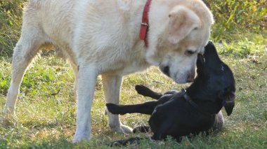 İki çalışan ve birlikte açık doğa, yeşil çimenlerin üzerinde oynayan köpekler. Evcil hayvanlar dışında mücadele. Yakın çekim