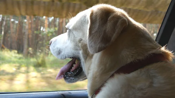 Labrador de race de chien ou récupérateur d'or regardant dans une fenêtre de voiture. Les bâtons d'animaux domestiques se dirigent vers l'automobile pour profiter du vent et regarder le monde. Gros plan — Photo