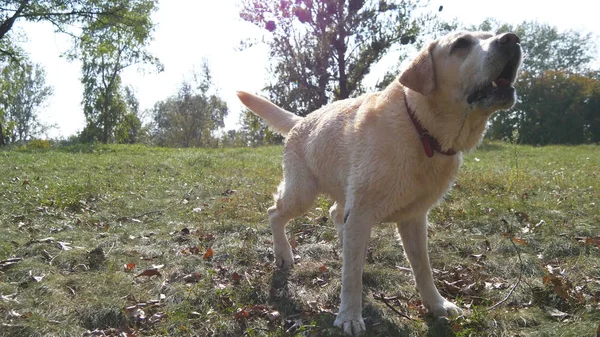 Le labrador retriever de race de chien est assis sur l'herbe verte et aboie. Entraînement des animaux domestiques. Gros plan — Photo