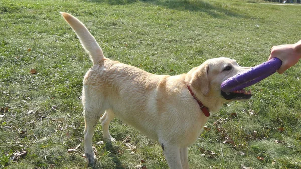 Jovem e cão brincando com brinquedo para animais ao ar livre na natureza. Labrador ou golden retriever morde e puxa o brinquedo das mãos de seu dono masculino. Fechar — Fotografia de Stock