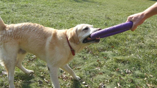 若い男と犬動物自然時の屋外のおもちゃで遊ぶ。ラブラドールやゴールデン ・ リトリーバーをかむし、彼の男性の所有者の手からおもちゃを引っ張る。クローズ アップ — ストック写真