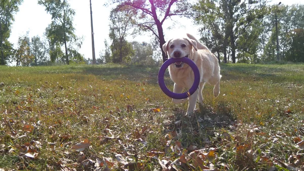 男は棒または彼の犬のための動物のおもちゃを投げます。ラブラドールかゴールデン ・ リトリーバー木の棒をフェッチします。男性の所有者と彼の家畜を屋外を夏の自然でプレーします。クローズ アップ — ストック写真