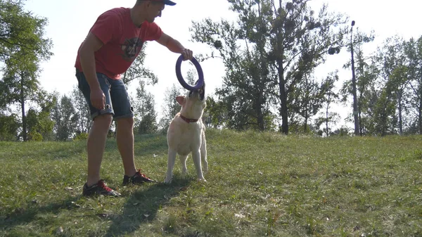 Junger Mann und Hund spielen draußen in der Natur. Labrador oder Golden Retriever verbringen gemeinsam mit seinem Herrchen Zeit auf der grünen Wiese. Haustiere rennen um Stock oder Spielzeug für Tier. Nahaufnahme — Stockfoto