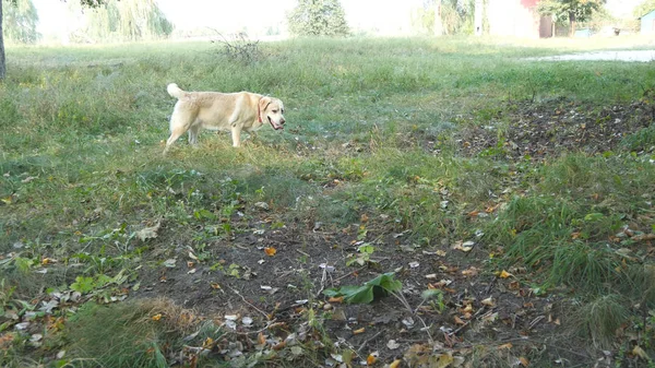 Suivre un chien marchant dans le champ. Labrador ou golden retriever jogging en plein air à la nature et remuant la queue. Vue arrière arrière — Photo