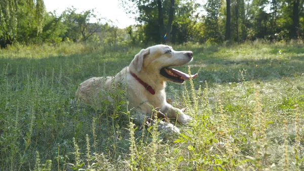 Labrador de race de chien ou golden retriever couché sur la pelouse d'herbe verte. Animal domestique ouvrant sa bouche et montrant la langue respirant fortement de la chaleur. La nature en arrière-plan. Gros plan — Photo