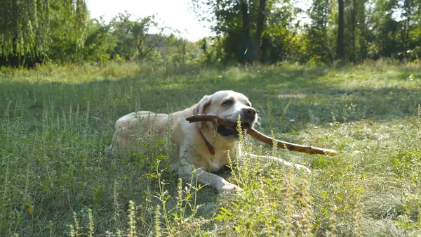 Labrador ou golden retriver comer pau de madeira ao ar livre. Mastigar animais e morder um pau na natureza. Um cão a brincar lá fora. Paisagem de verão no fundo. Fechar — Fotografia de Stock