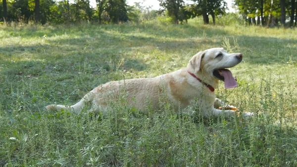 Raça cão labrador ou golden retriever deitado no gramado de grama verde. Animal doméstico abrindo a boca e mostrando a língua respirando pesadamente do calor. Natureza no fundo. Fechar — Fotografia de Stock