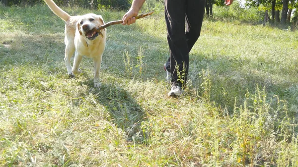 Jovem e cão brincando com pau de madeira ao ar livre na natureza. Labrador ou golden retriever e seu dono masculino passam o tempo juntos no prado verde. Um tipo e um animal doméstico. Fechar — Fotografia de Stock