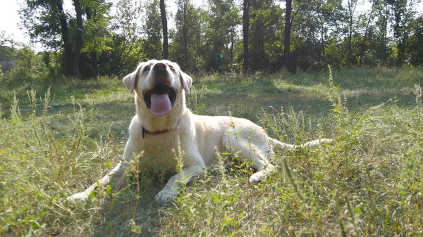 ラブラドールやゴールデン ・ リトリーバーの緑の草の芝生の上で横になっている犬を品種します。家畜は彼の口を開き、舌の熱から大きく呼吸を示します。背景の自然。クローズ アップ — ストック写真