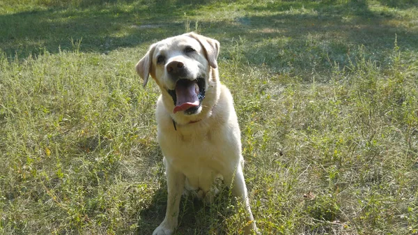 Le labrador retriever de race de chien est assis sur l'herbe verte et aboie. Entraînement des animaux domestiques. Gros plan — Photo