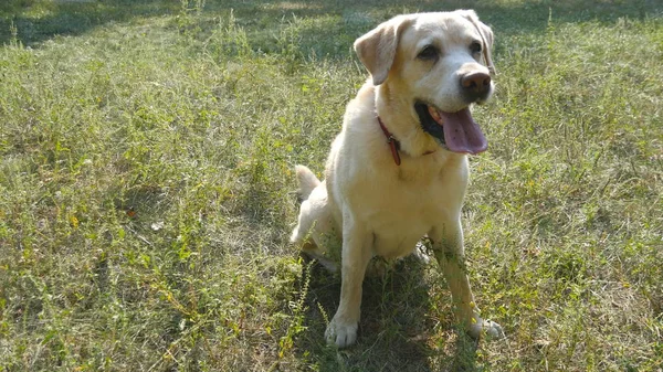 Le labrador retriever de race de chien est assis sur l'herbe verte et aboie. Entraînement des animaux domestiques. Gros plan — Photo