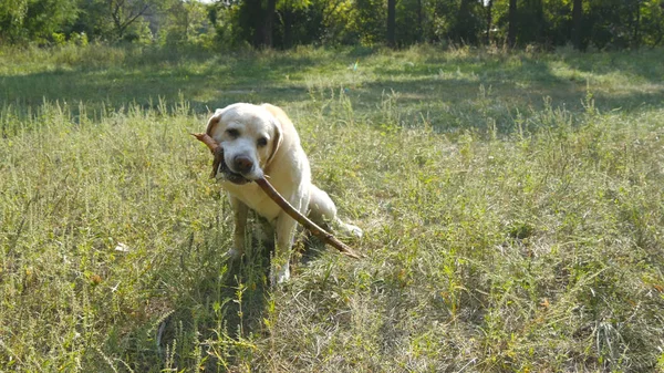 ラブラドールやゴールデン ・ リトリーバーは、口の中と屋外を食べに木の棒をキャッチします。動物かむと自然で棒をかみます。犬は外で遊ぶ。背景夏の風景です。クローズ アップ — ストック写真
