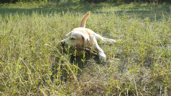 Labrador or golden retriever eating wooden stick outdoor. Animal chew and biting a stick at nature. Dog playing outside. Summer landscape at background. Muzzle close up