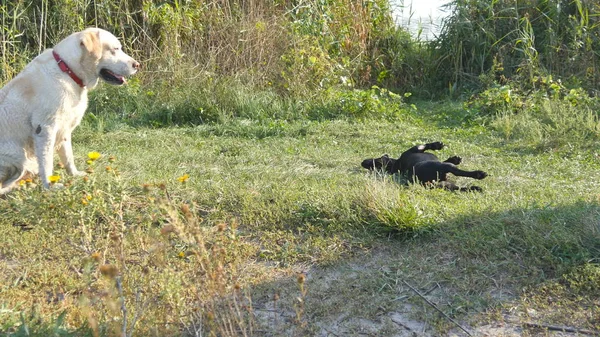 Две собаки бегают и играют вместе на зеленой траве на природе под открытым небом. Домашние животные сражаются снаружи. Закрыть — стоковое фото