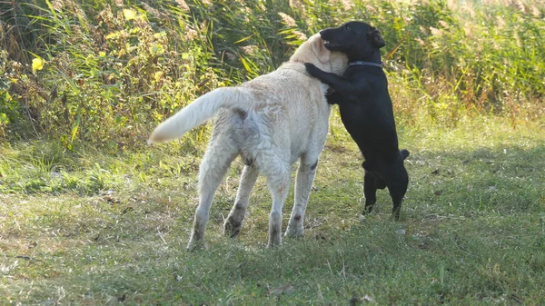 2 匹の犬を実行していると、屋外の自然の緑の草の上一緒に遊んでいます。家畜外の戦い。クローズ アップ — ストック写真