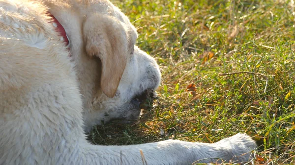 Labrador ou golden retriever mangeant du bâton de bois en plein air. Animal mâcher et mordre un bâton à la nature. Chien jouant dehors. Paysage estival à l'arrière-plan. Museau gros plan — Photo