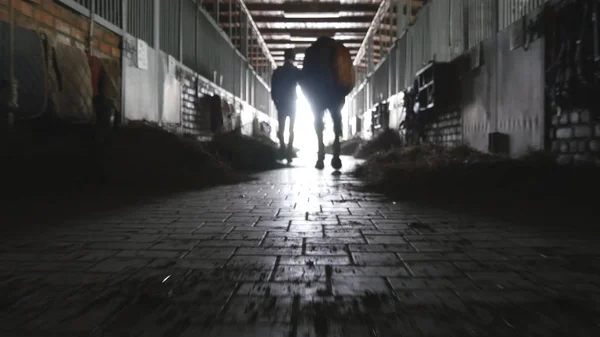 Young jockey is walking with a horse out of a stable. Man leading horse out of stable. Male silhouette with stallion. Rear back view. Love for animal. Beautiful background. Steadicam shot