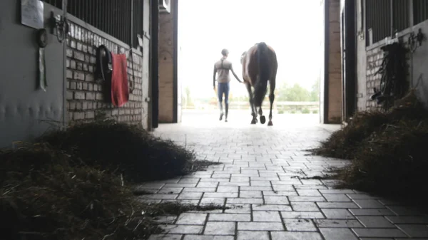 Young jockey is walking with a horse out of a stable. Man leading horse out of stable. Male silhouette with stallion. Rear back view. Love for animal. Beautiful background. Steadicam shot