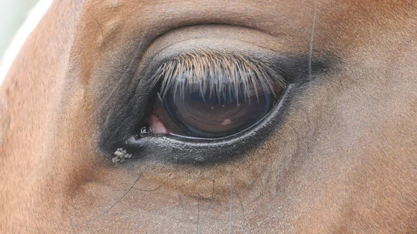 Zblízka pohled očí krásné hnědé koně. Koňské oko bliká — Stock fotografie