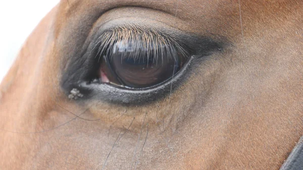 Zblízka pohled očí krásné hnědé koně. Koňské oko bliká — Stock fotografie