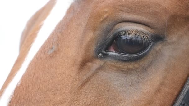 Vue rapprochée de l'œil d'un beau cheval brun. Œil d'équidé clignotant — Video