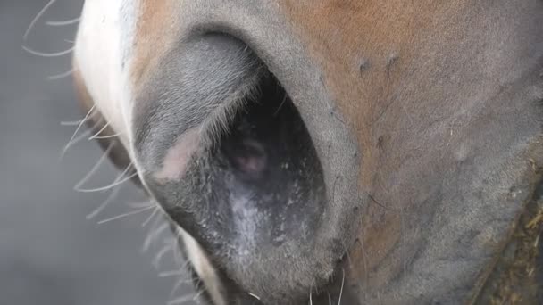 Næsebor af hestene tæt på. Detalje af mundingen af fuldblods hingsten close-up i slowmotion . – Stock-video