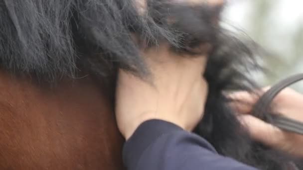 Hand van de mens strelen van de manen van het paard. Arm van mannelijke jockey liefkozingen en kinderboerderij bruine hengst op aard. Zorg en liefde voor de dieren. Close-up van Slow motion — Stockvideo