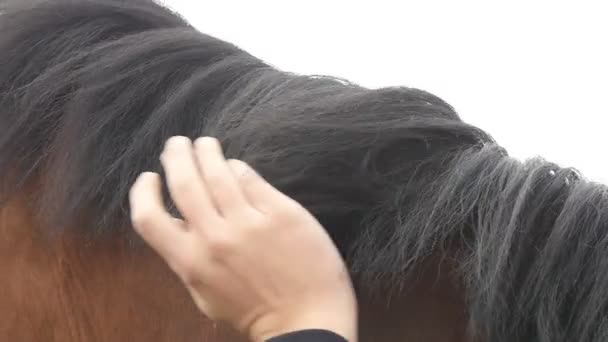 Mano de hombre acariciando melena de caballo. Brazo de jockey masculino acaricia y acaricia semental marrón en la naturaleza. Cuidado y amor por los animales. Primer plano: cámara lenta — Vídeo de stock