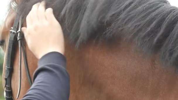 Mano dell'uomo accarezzare criniera di cavallo. Braccio di fantino maschio accarezza e petting stallone marrone a natura. Cura e amore per gli animali. Chiudere rallentatore — Video Stock