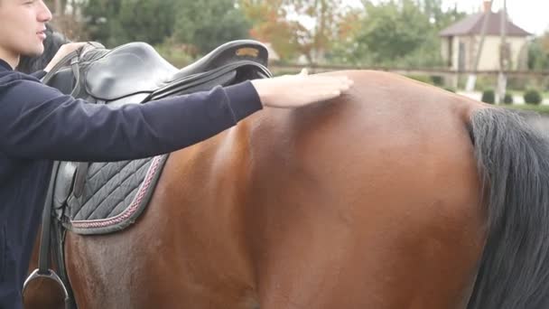 Jovem acariciando corpo de cavalo marrom ao ar livre. Braço de carícias de jóquei masculino e garanhão castanho de estimação na natureza. Cuidado e amor pelos animais. Fechar câmera lenta — Vídeo de Stock