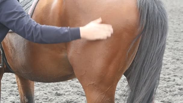 Young man stroking body of brown horse outdoors. Arm of male jockey caresses and petting chestnut stallion at nature. Care and love for the animals. Close up Slow motion — Stock Video