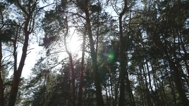Kamerafahrt in einem dichten Laubwald. Sonne scheint durch den Baum. Wald mit strahlenden Sonnenstrahlen. Sonnenstrahlen Licht scheint durch Bäume und Äste des Laubwaldes.
