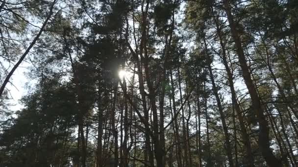 Spårning skott i en tjock lövskog. Sön glimrande genom träd. Skog med solstrålar som skiner. Solen strålar ljuset lyser genom träd och grenar av lövskog. — Stockvideo