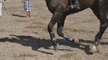 Ayak kum üzerinde çalışan at. Islak çamurlu zeminde dörtnala aygır bacak kapatın. Ağır çekim