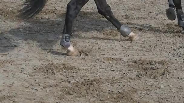 Pferd rennt und springt bei Sportwettkämpfen durch eine Barriere. Nahaufnahme galoppierender Pferdefüße. Profi-Jockey reitet hoch zu Ross. Zeitlupe — Stockvideo