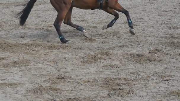 Άλογο τρέχει και πηδά μέσα από ένα φράγμα στο αθλητικό ανταγωνισμό. Κοντινό πλάνο της πόδια αλόγου καλπάζουν. Επαγγελματική τζόκεϊ βόλτες με το άλογο. Αργή κίνηση — Αρχείο Βίντεο