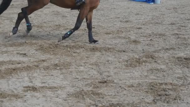 Horse runs and jumps through a barrier at sport competition. Close up of horse feet galloping. Professional jockey rides on horseback. Slow motion — Stock Video