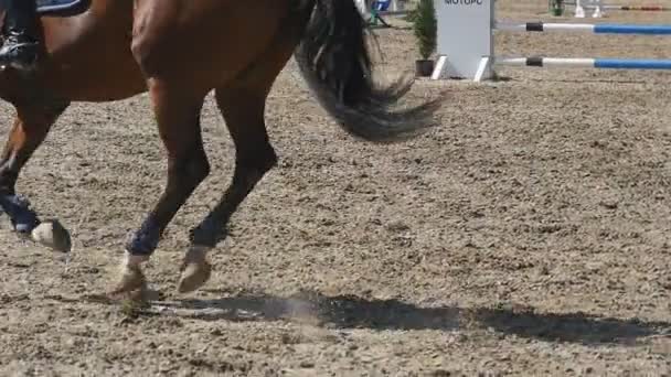 O cavalo corre e salta por uma barreira na competição de esporte. Fechar-se de pés de cavalo galopando. Jóquei profissional monta a cavalo. Movimento lento — Vídeo de Stock