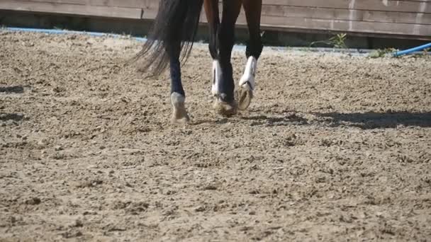 Pie de caballo caminando sobre la arena. Cierre de piernas de semental galopando en el suelo mojado y fangoso. Movimiento lento — Vídeos de Stock