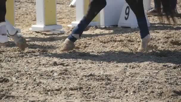 Foten av häst gå på sanden. Närbild av ben hingsten galopperande på våta leriga marken. Slow motion — Stockvideo