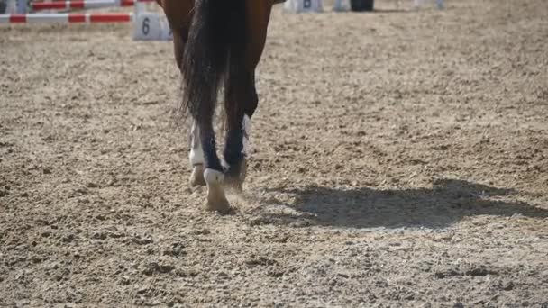 Voet van paard lopen op het zand. Close up van de benen van hengst galopperen op de natte modderige grond. Slow motion achterzijde terug bekijken — Stockvideo