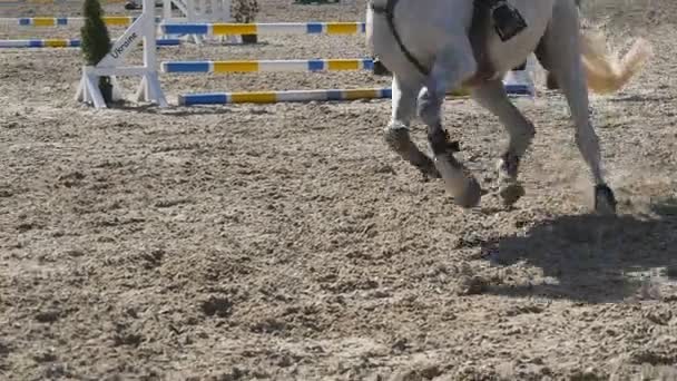 Voet van paard uitgevoerd op het zand. Close up van de benen van hengst galopperen op de natte modderige grond. Slow motion — Stockvideo