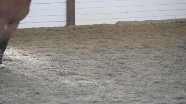 Pé de cavalo a correr na areia. Close up de pernas de garanhão galopando no chão enlameado molhado. Movimento lento — Vídeo de Stock