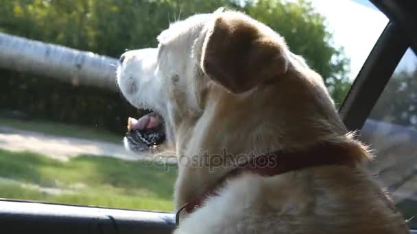 Hond ras labrador of gouden retriver op zoek naar een autoruit. Huisdier stokken hoofd uit de auto te verplaatsen om te genieten van de wind en kijken naar de wereld. Close-up — Stockvideo