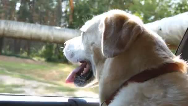 Σκύλο φυλής Λαμπραντόρ ή golden retriver ψάχνει σε ένα παράθυρο του αυτοκινήτου. Κατοικίδιο ζώο μπαστούνια κεφάλι έξω διακινούνται auto απολαμβάνοντας τον άνεμο και βλέποντας τον κόσμο. Κοντινό πλάνο — Αρχείο Βίντεο