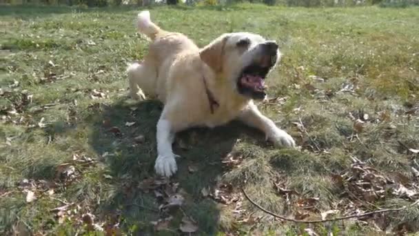 Perro crianza labrador retriever se encuentra en verde hierba y ladridos. Entrenamiento de animales domésticos. De cerca. — Vídeo de stock